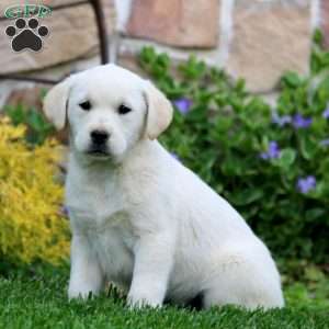 Tammy, Golden Labrador Puppy