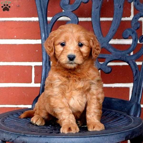 Tandy, Mini Goldendoodle Puppy