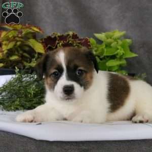 Tanner, Jack Russell Terrier Puppy