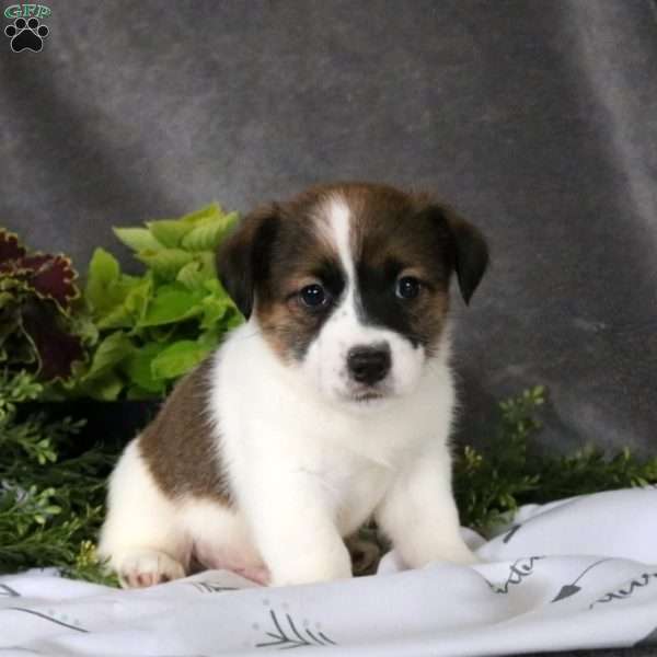 Tanner, Jack Russell Terrier Puppy