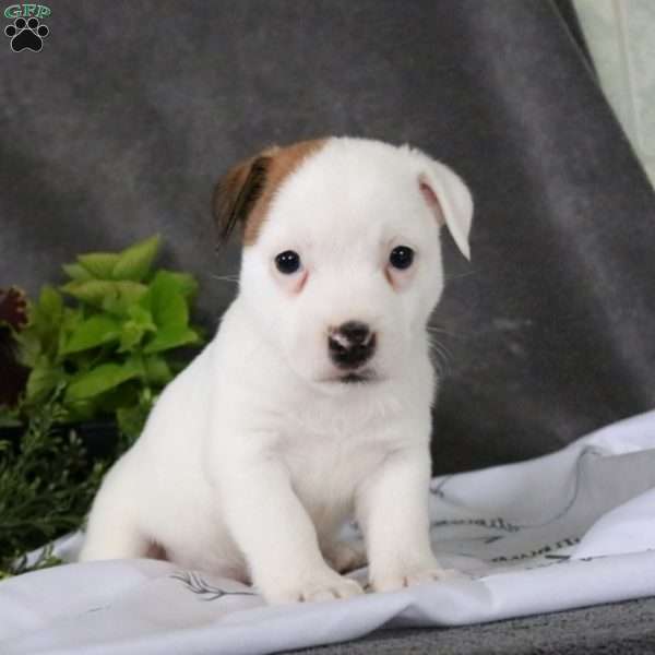 Tate, Jack Russell Terrier Puppy