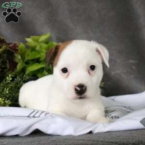 Tate, Jack Russell Terrier Puppy