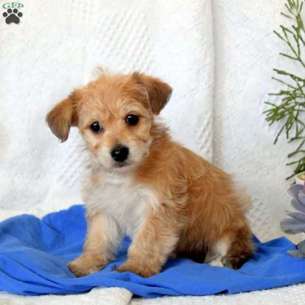 Teddy, Yorkie-Chon Puppy