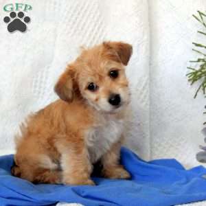 Teddy, Yorkie-Chon Puppy