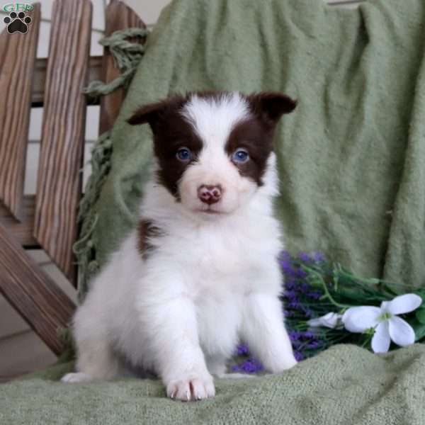 Teddy, Border Collie Puppy