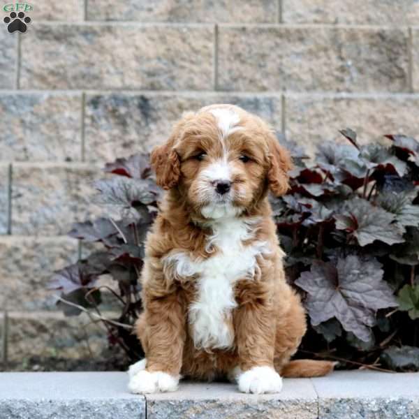 Tenley – F1B, Mini Goldendoodle Puppy
