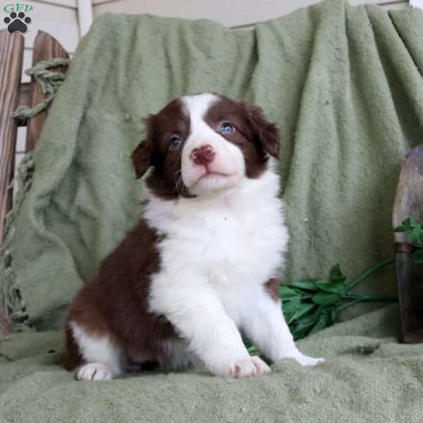 Tessa, Border Collie Puppy