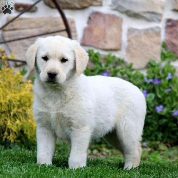 Tessa, Golden Labrador Puppy