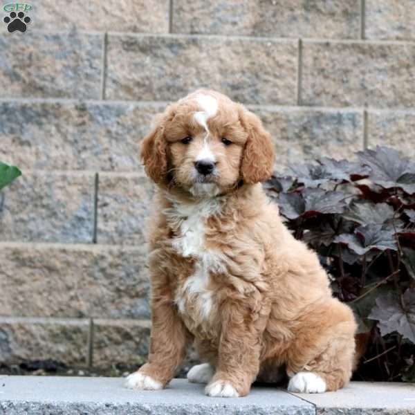Tessa – F1B, Mini Goldendoodle Puppy