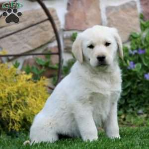 Tessa, Golden Labrador Puppy