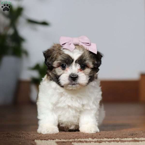 Tessa, Shih-Poo Puppy