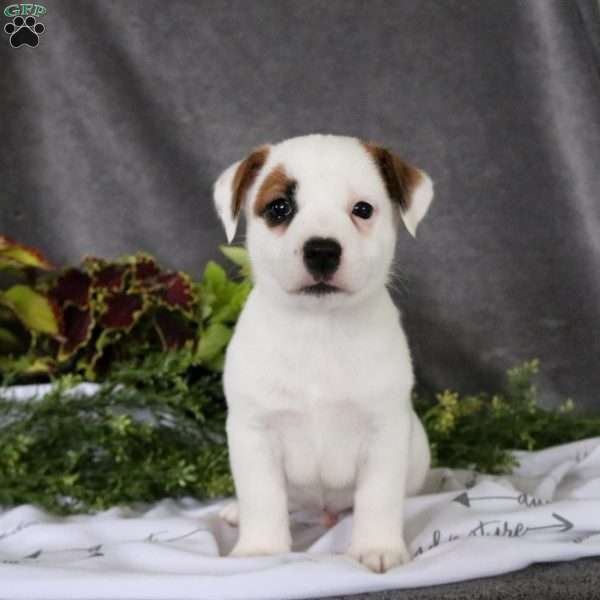 Theo, Jack Russell Terrier Puppy