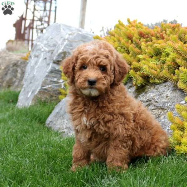 Theodore, Mini Goldendoodle Puppy