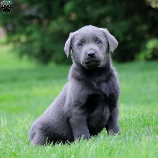 Thomas, Charcoal Labrador Retriever Puppy