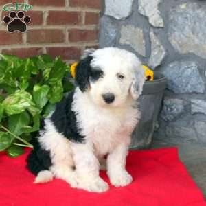 Thomson, Sheepadoodle Puppy