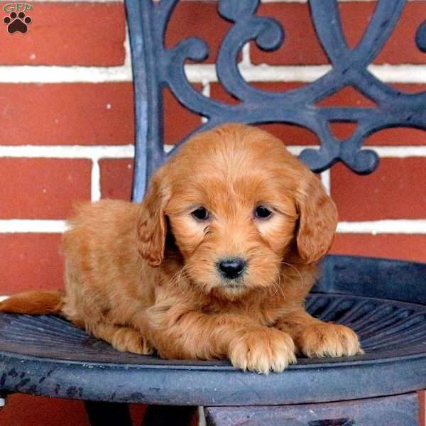 Tiffany, Mini Goldendoodle Puppy