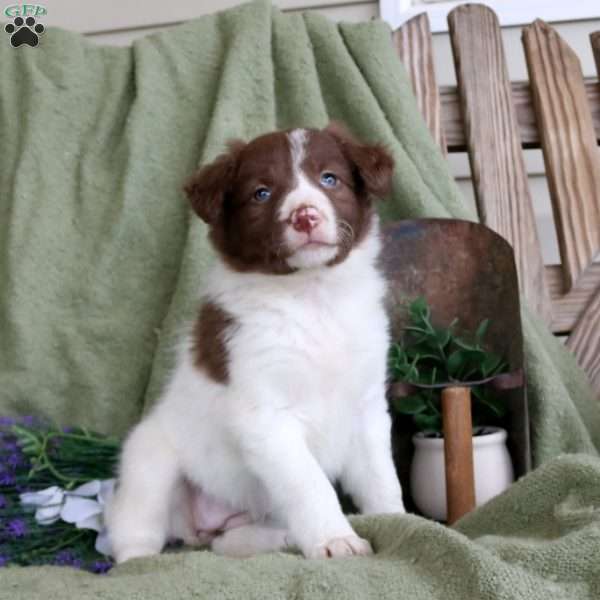 Tilly, Border Collie Puppy