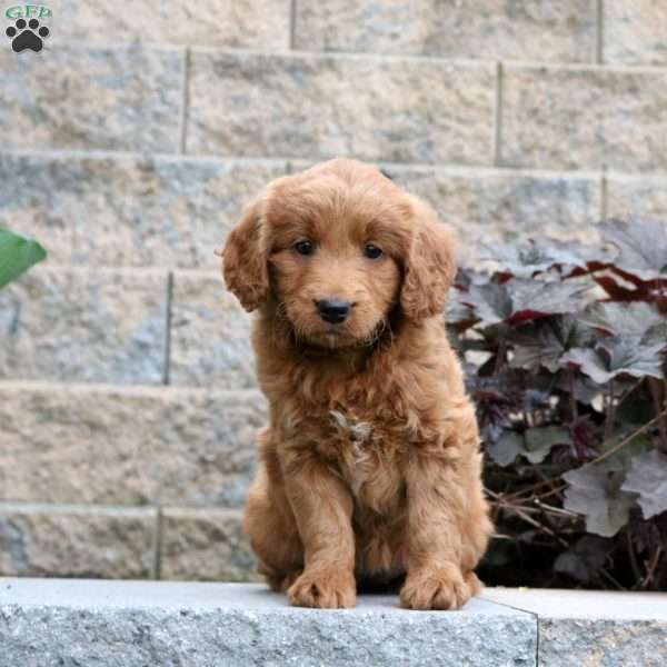 Tilly – F1B, Mini Goldendoodle Puppy