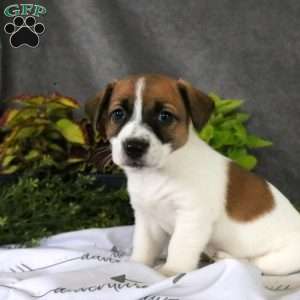 Tilly, Jack Russell Terrier Puppy