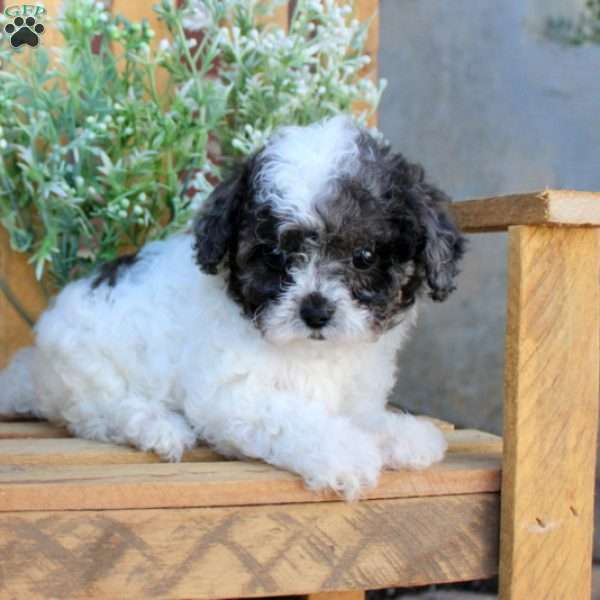Timmy, Toy Poodle Puppy