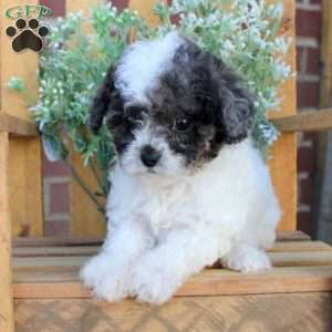 Timmy, Toy Poodle Puppy