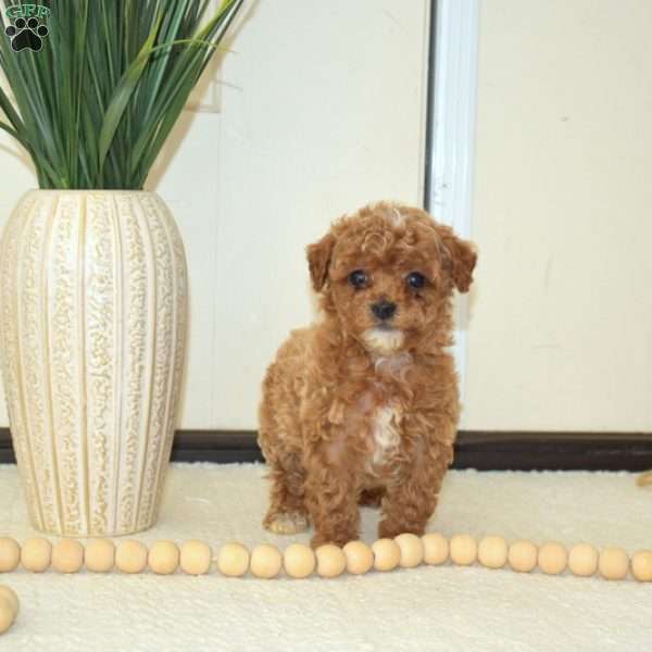 Tinker Bell, Miniature Poodle Puppy