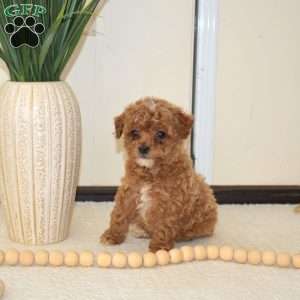 Tinker Bell, Miniature Poodle Puppy