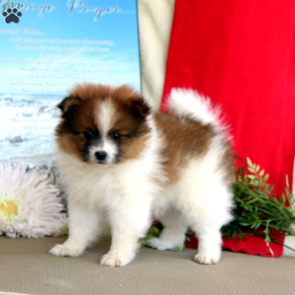 Tinker, Pomeranian Puppy