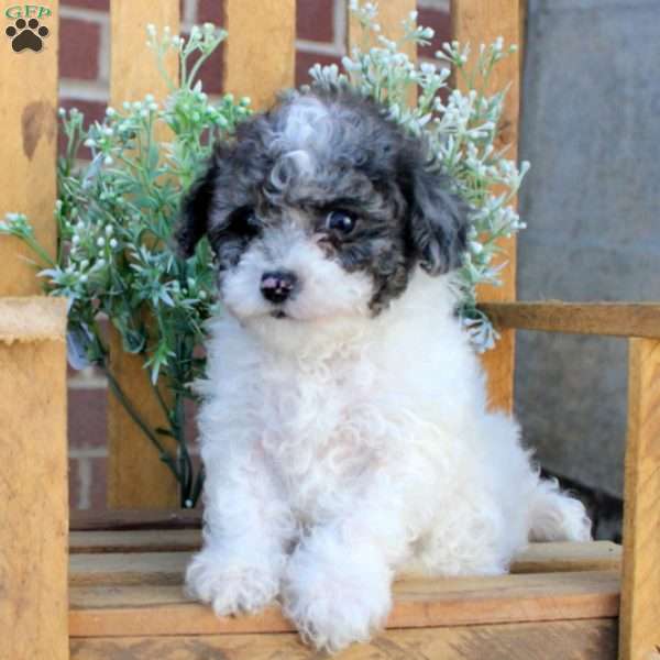 Tiny, Toy Poodle Puppy