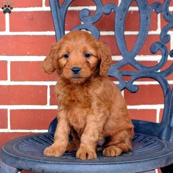 Tipsy, Mini Goldendoodle Puppy