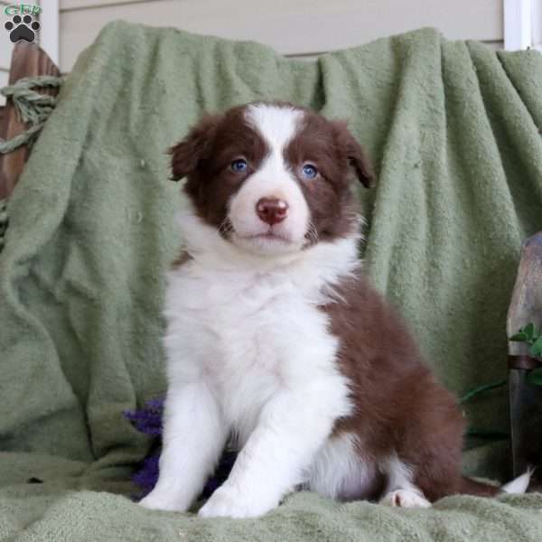 Titus, Border Collie Puppy