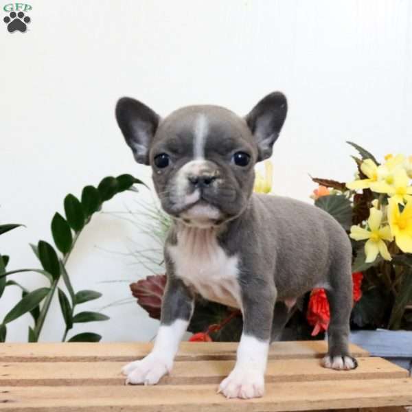 Titus, Frenchton Puppy