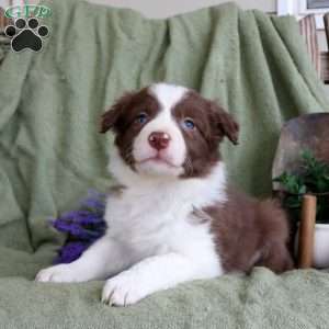Titus, Border Collie Puppy