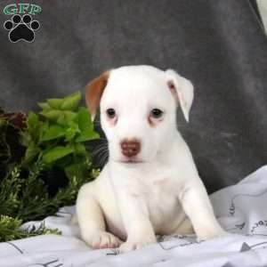 Titus, Jack Russell Terrier Puppy