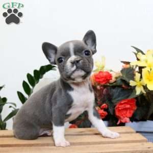 Titus, Frenchton Puppy
