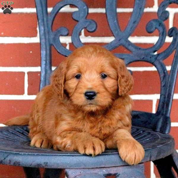 Toby, Mini Goldendoodle Puppy