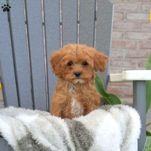 Toby, Cavapoo Puppy