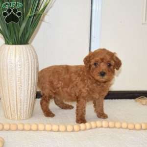 Toby, Miniature Poodle Puppy