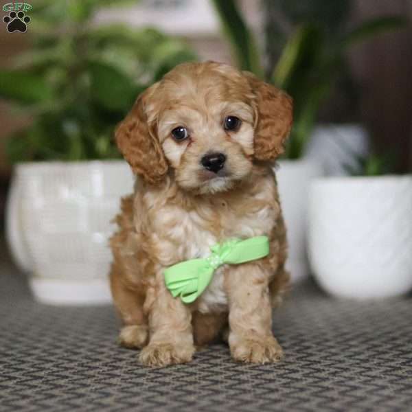 Toby, Cockapoo Puppy
