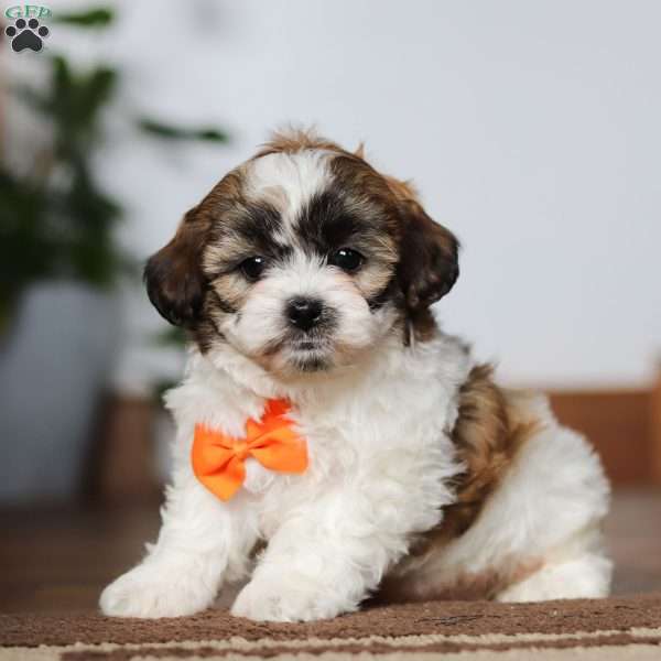 Tommy, Shih-Poo Puppy