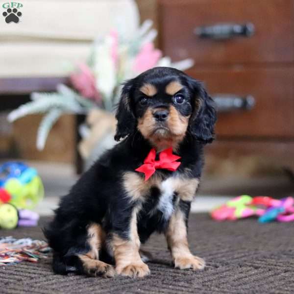 Tommy, Cavalier King Charles Spaniel Puppy