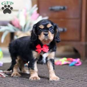 Tommy, Cavalier King Charles Spaniel Puppy