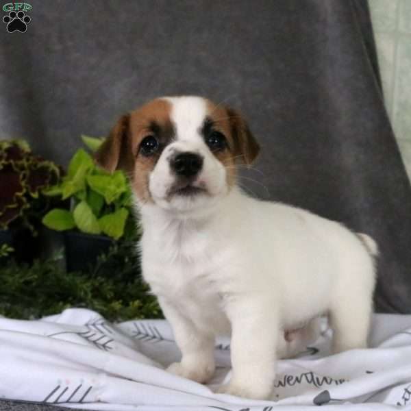 Tommy, Jack Russell Terrier Puppy