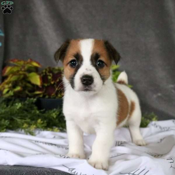 Tori, Jack Russell Terrier Puppy