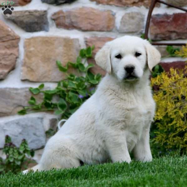 Travis, Golden Labrador Puppy