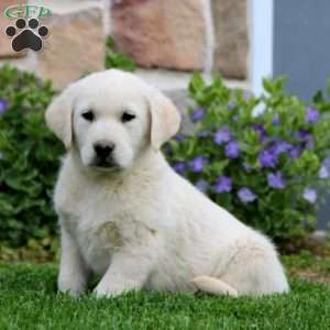 Travis, Golden Labrador Puppy