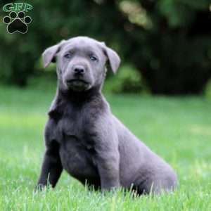 Travis, Charcoal Labrador Retriever Puppy