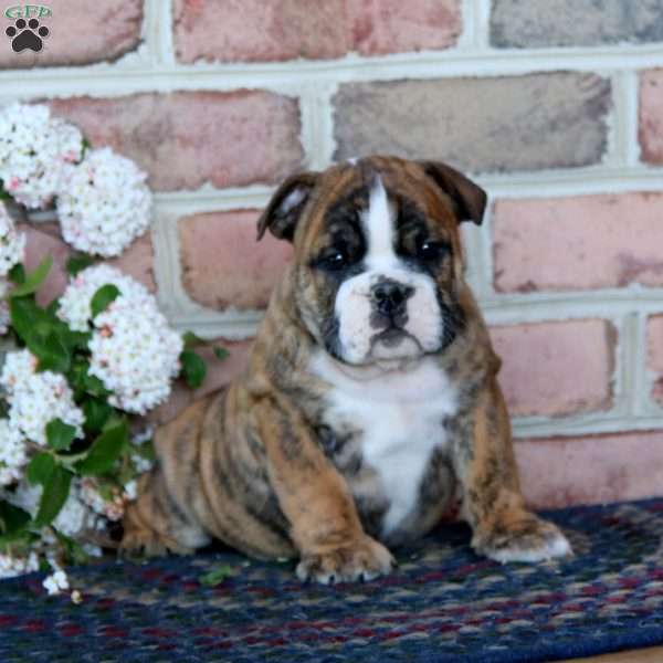 Trenton, English Bulldog Puppy