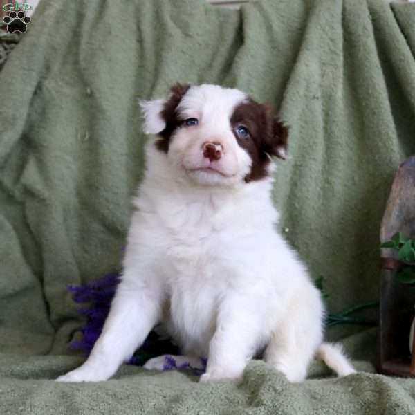 Tristan, Border Collie Puppy