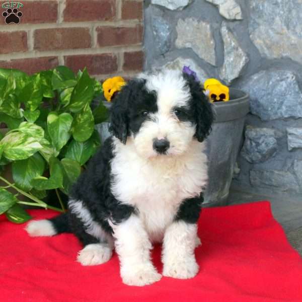 Trixie, Sheepadoodle Puppy